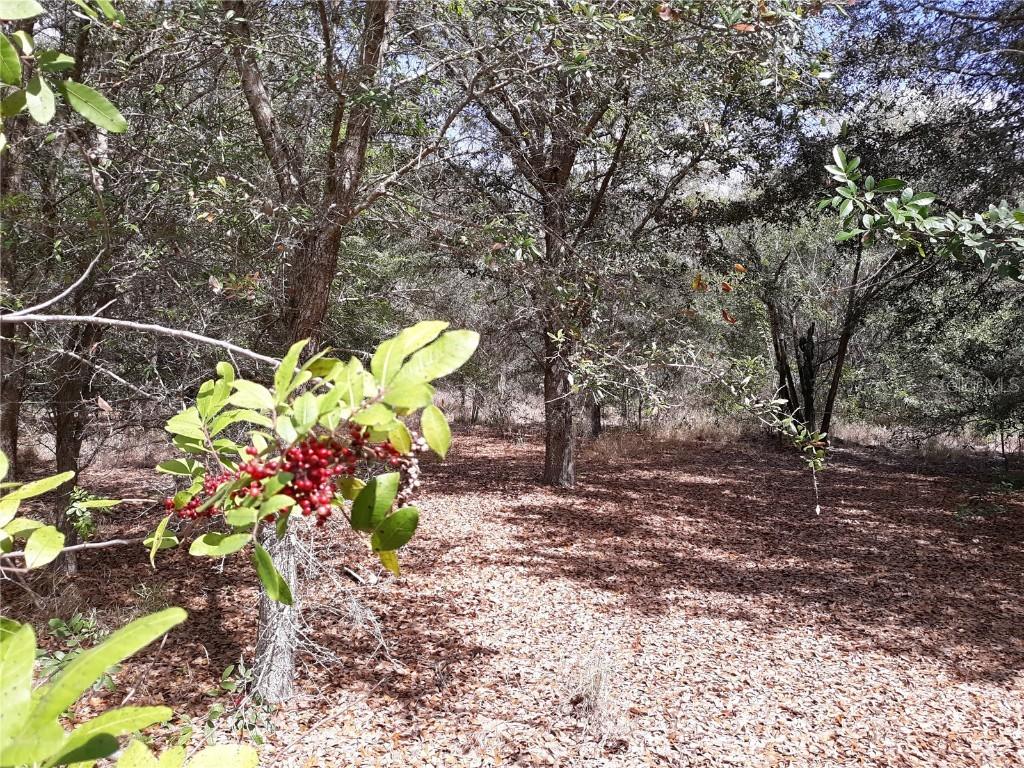 Saddlebag Lake Rd., Lake Wales, FL 33898