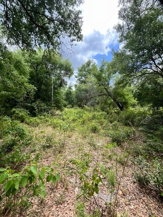 TBD 170th SE Avenue Rd., Ocklawaha, FL 32179