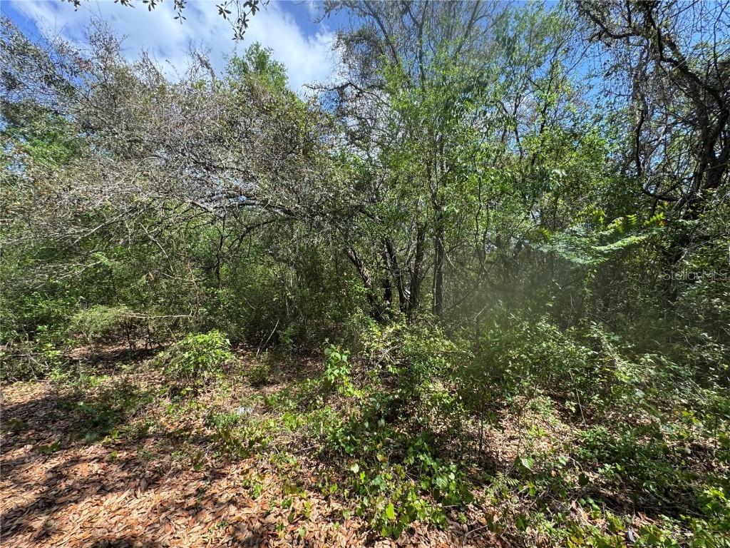 Casaurina Rd., Lady Lake, FL 32159