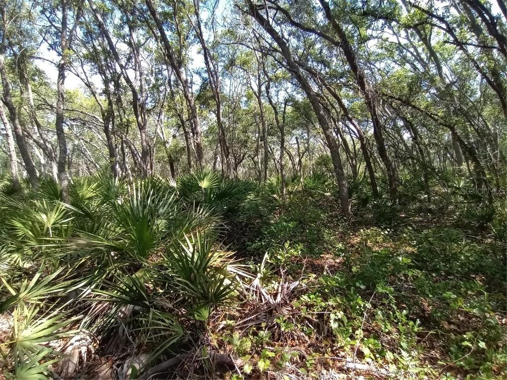 34457 Primrose Ln., Webster, FL 33597