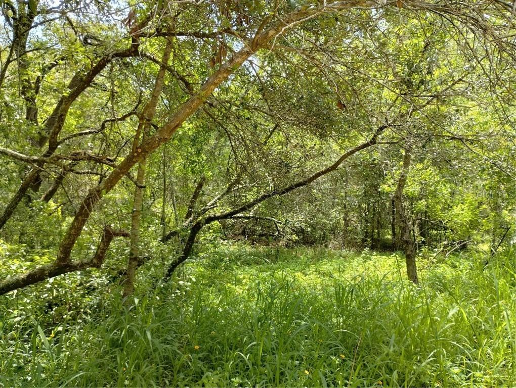 Dogwood Way, Lady Lake, FL 32159