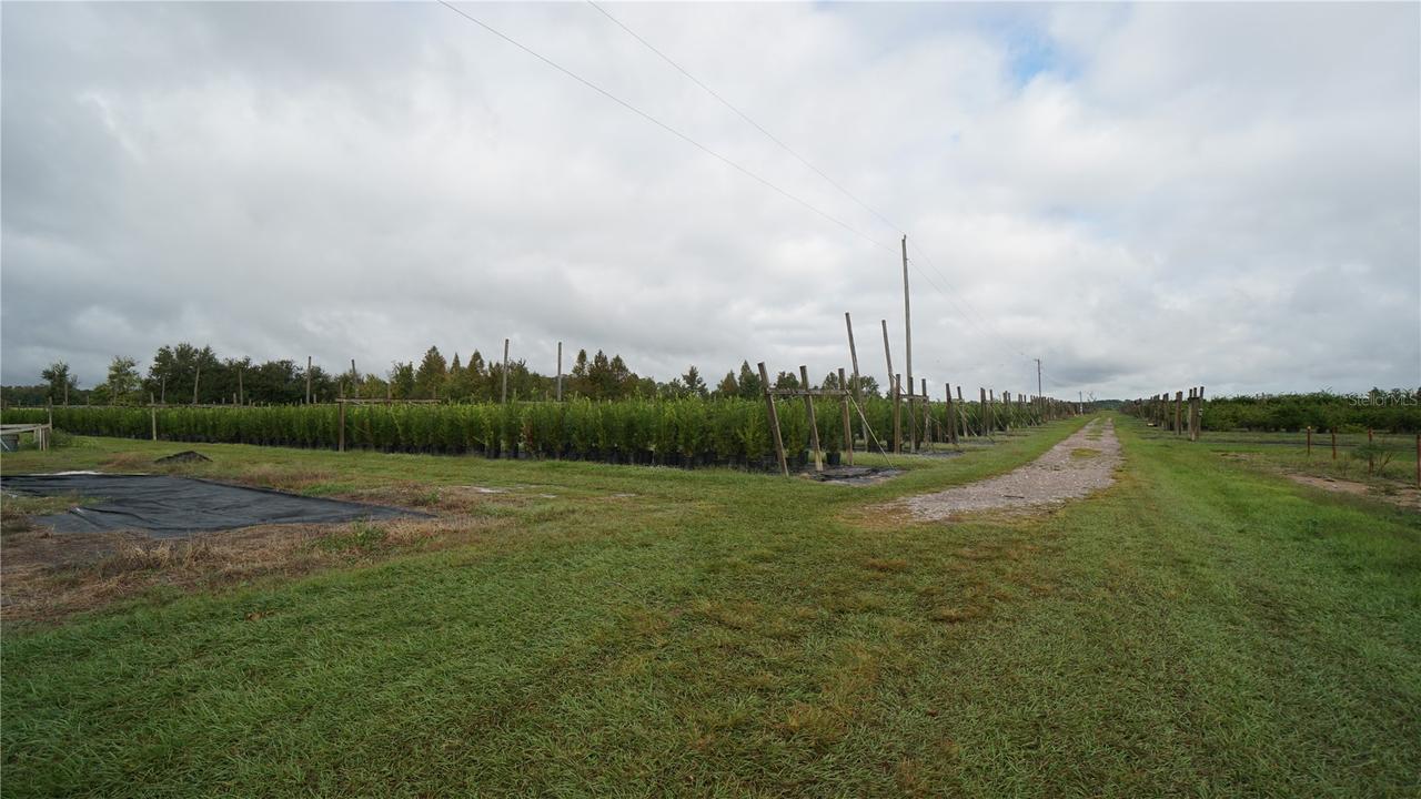 Douglas Rd., Groveland, FL 34736