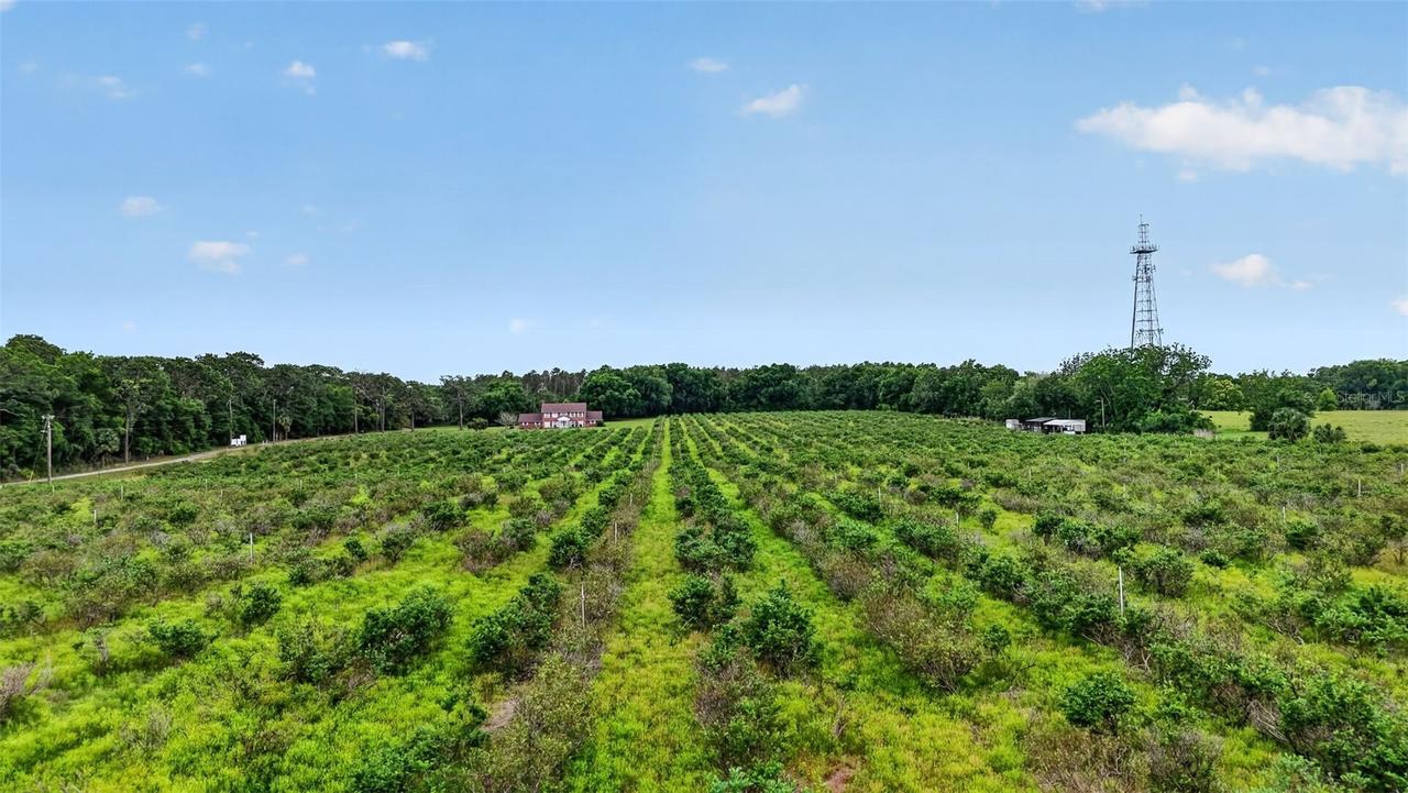 Urick St., Fruitland Park, FL 34731