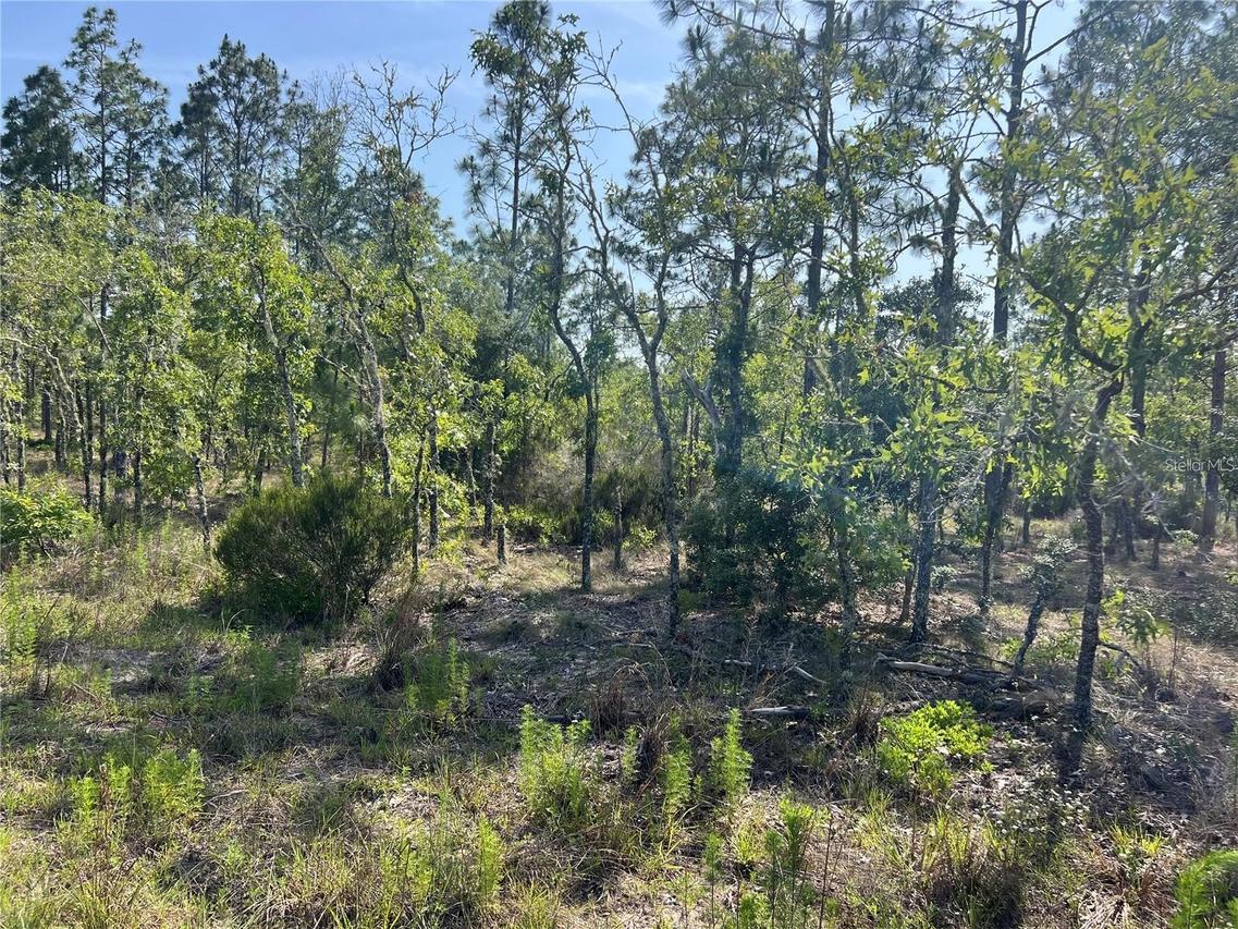 NE 151st Ave., Williston, FL 32696