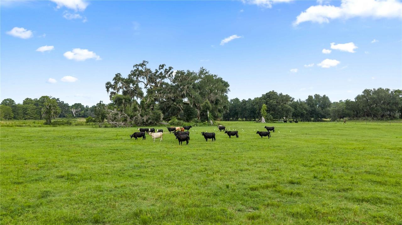 County Road 774, Webster, FL 33597