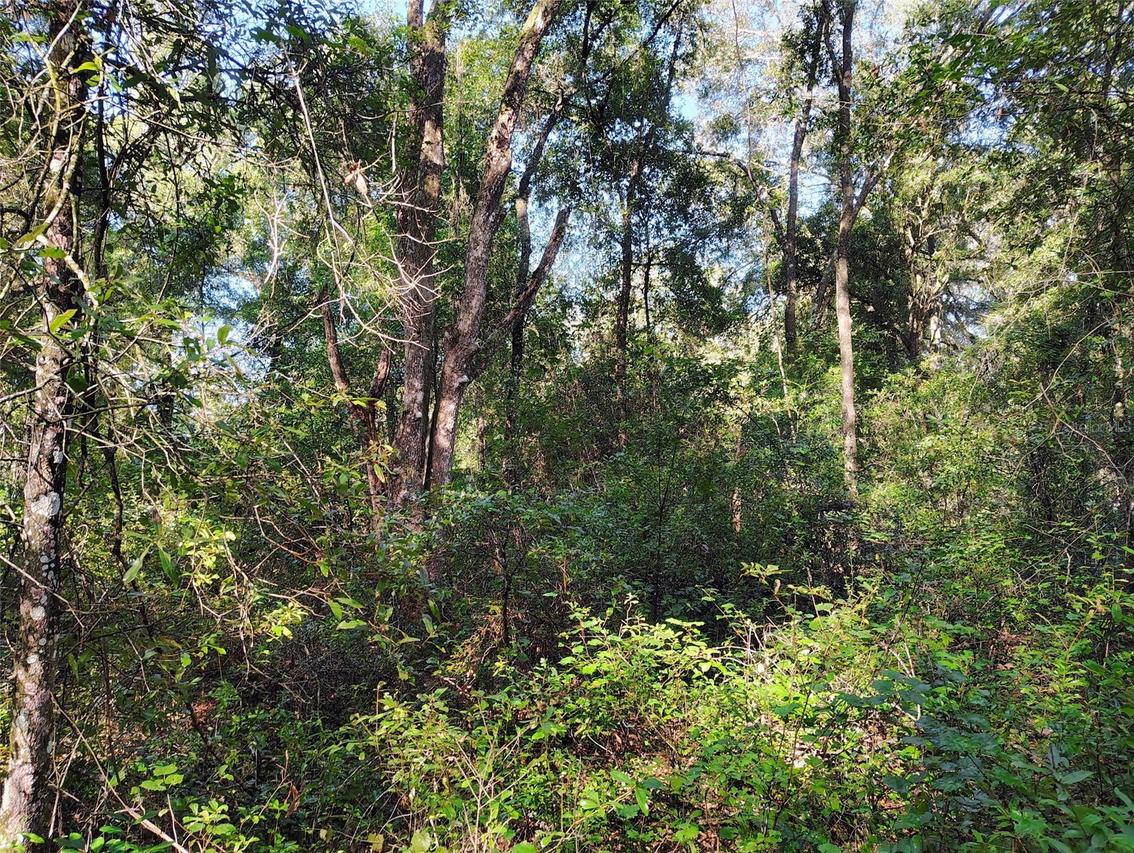 SW 158th Ln., Dunnellon, FL 34432