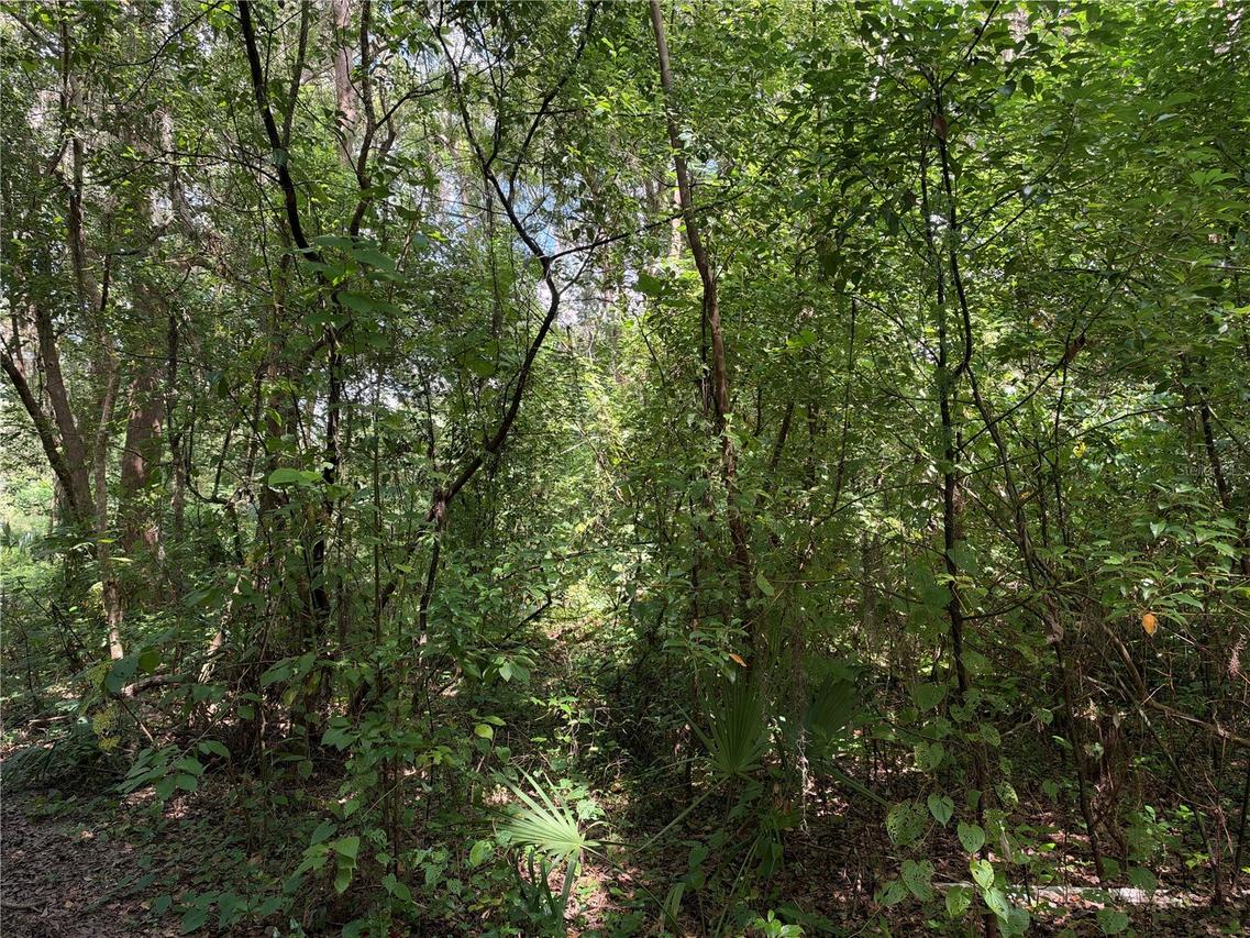 Se  118th Pl., Belleview, FL 34420
