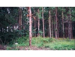 SW 114 Place, Other, FL 32669