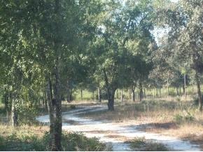 7151 NE 142 Terrace, Williston, FL 32696