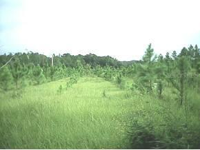 Off SW Bible Street, High Springs, FL 32643