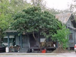 225 NW 8th Ave, Gainesville, FL 32601