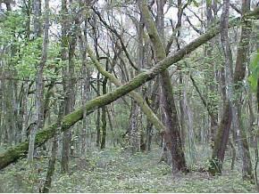 SR121 SW Williston Road Rd., Gainesville, FL 32608