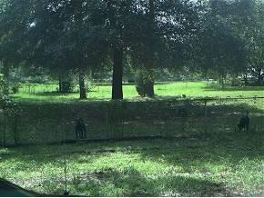 NW 255th St, Newberry, FL 32669