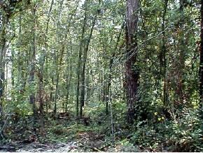 NW 57th Street St., Gainesville, FL 32653