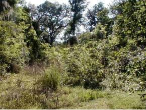 SW 70th Avenue, Gainesville, FL 32608