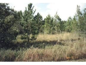 SW Sr 24 Archer Rd, Archer, FL 32618