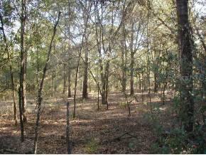 SW 93rd Avenue, Gainesville, FL 32608