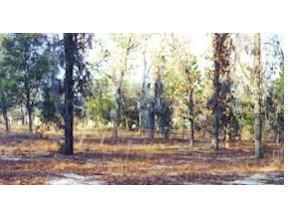 NE 117th, Bronson, FL 32621