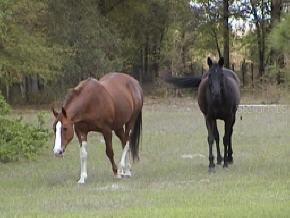 3215 SE 122nd Terrace, Gainesville, FL 32641