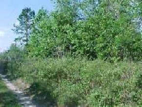 3426 SW 157th Ter., Archer, FL 32618