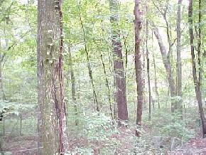 NW 99th Terr, Gainesville, FL 32653