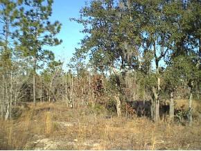 00000 NE 101 Terr, Archer, FL 32618