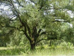 5506 NW 34 St, Gainesville, FL 32653