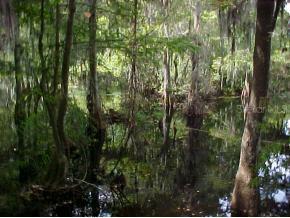 5702 NW 27th Place, Gainesville, FL 32606