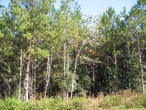 LOT4 Santa Fe Forest, Alachua, FL 32616