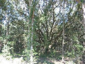 LOT 6 Santa Fe Forest, Alachua, FL 32616