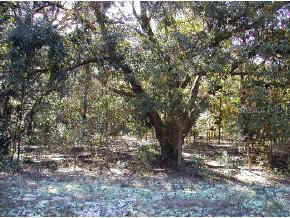 103 Mimosa St., Hawthorne, FL 32640