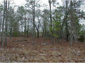 Magnolia & Juniper Dr., Hawthorne, FL 32640