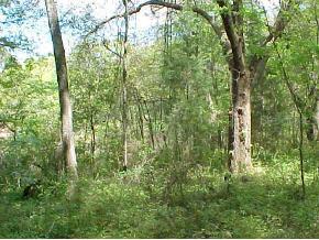 Trevino Dr., Williston, FL 32696