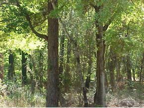 1113 NW 45th Ave., Gainesville, FL 32605