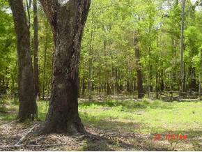 [Address Hidden by Seller], Williston, FL 32696
