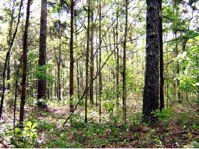 1529 SW 115th St., Gainesville, FL 32607