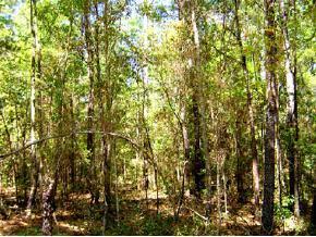 SW 174th, Jonesville, FL 32664