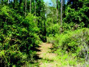 SW Loncala Loop St., Fort White, FL 32038