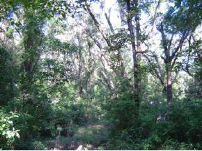 NW 186th St., Newberry, FL 32669