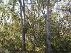 121 Magnolia Rd., Hawthorne, FL 32640