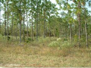 NE 121 St., Archer, FL 32618