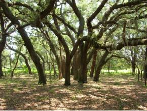 00 SW 250th St., Newberry, FL 32669