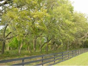 LOT 3 Wyndsong, Newberry, FL 32669