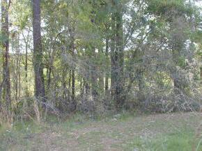 [Address Hidden by Seller], Hawthorne, FL 32640