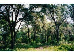 158 Floradandy Rd., Hawthorne, FL 32640