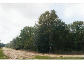 Magnolia St., Hawthorne, FL 32640