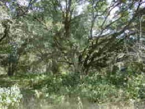 18302 NW 28th Pl., Newberry, FL 32669