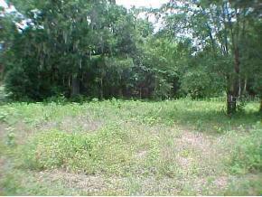 000 SE 6th Lane, Williston, FL 32696