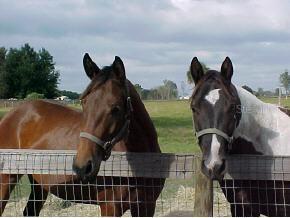 8722 SW 145th Pl., Gainesville, FL 32618