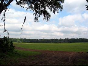 NW 109th Place Way, Alachua, FL 32615